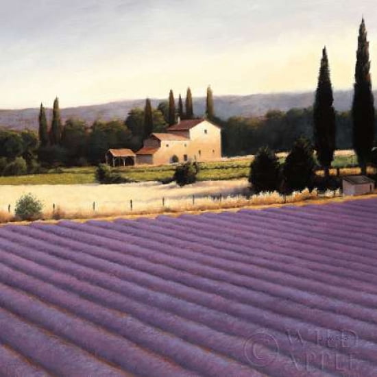 Lavender Fields II Canvas Art - James Wiens (24 x 24)