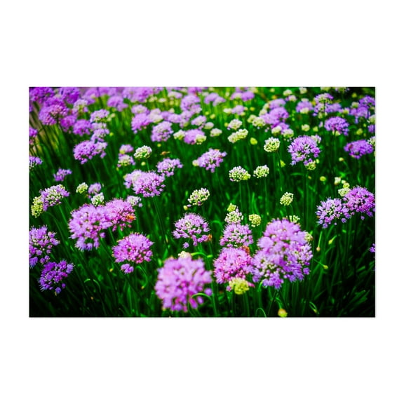 Lavender Fields - New York Photography Flowers Botanical Garden Floral Nature Scenic Summer Unframed Wall Art Print 4 x 6 inches