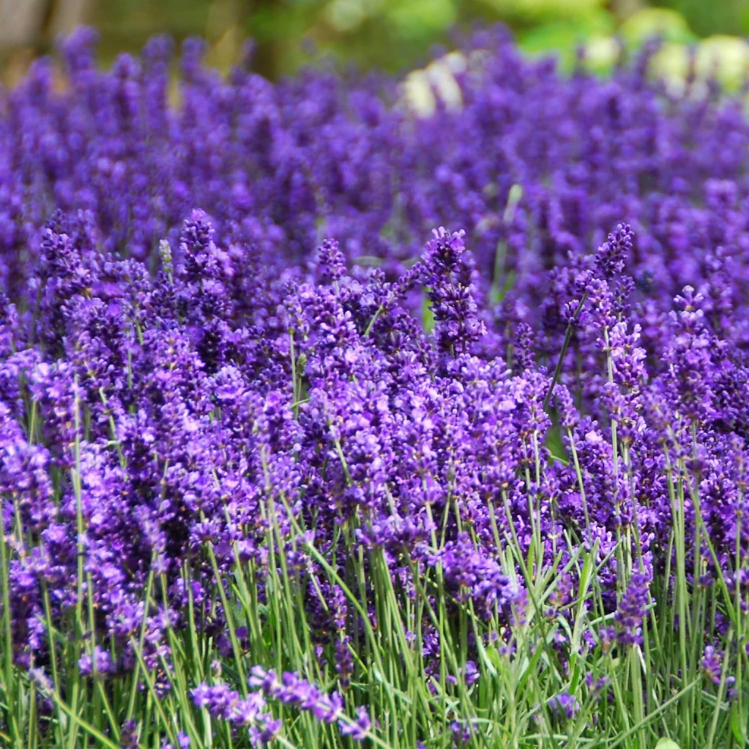 Lavender Flower Seeds for OIF8 Planting 500+ English Lavender Vera