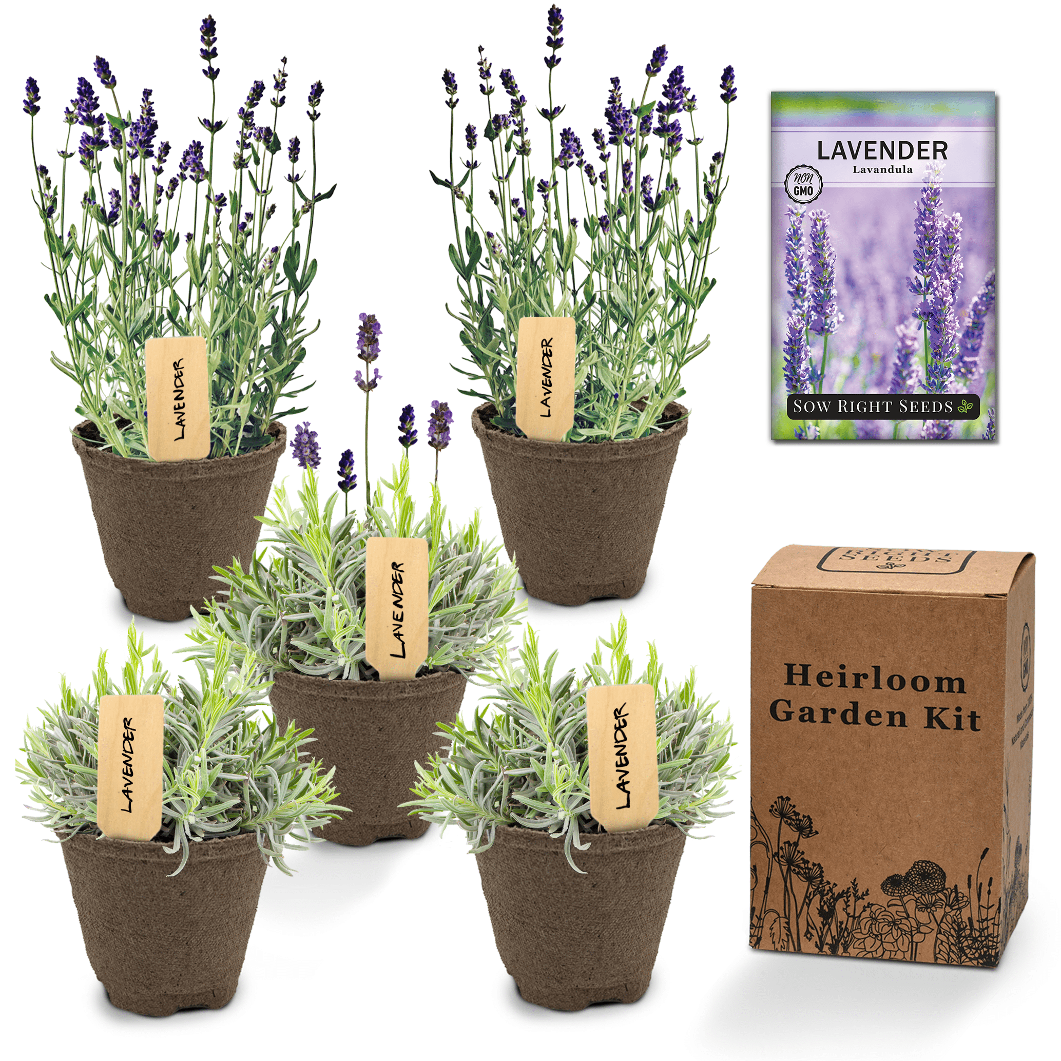 Lavender Garden Kit Grow Non GMO Lavender Plants At Home, Includes
