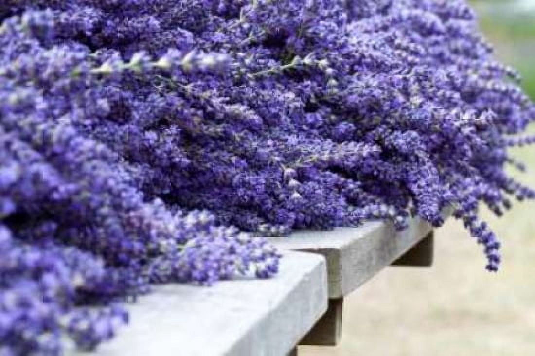 Lavender Harvest I Canvas Art - Dana Styber (24 x 36)