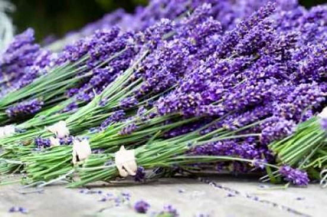 Lavender Harvest II Canvas Art - Dana Styber (12 x 18)