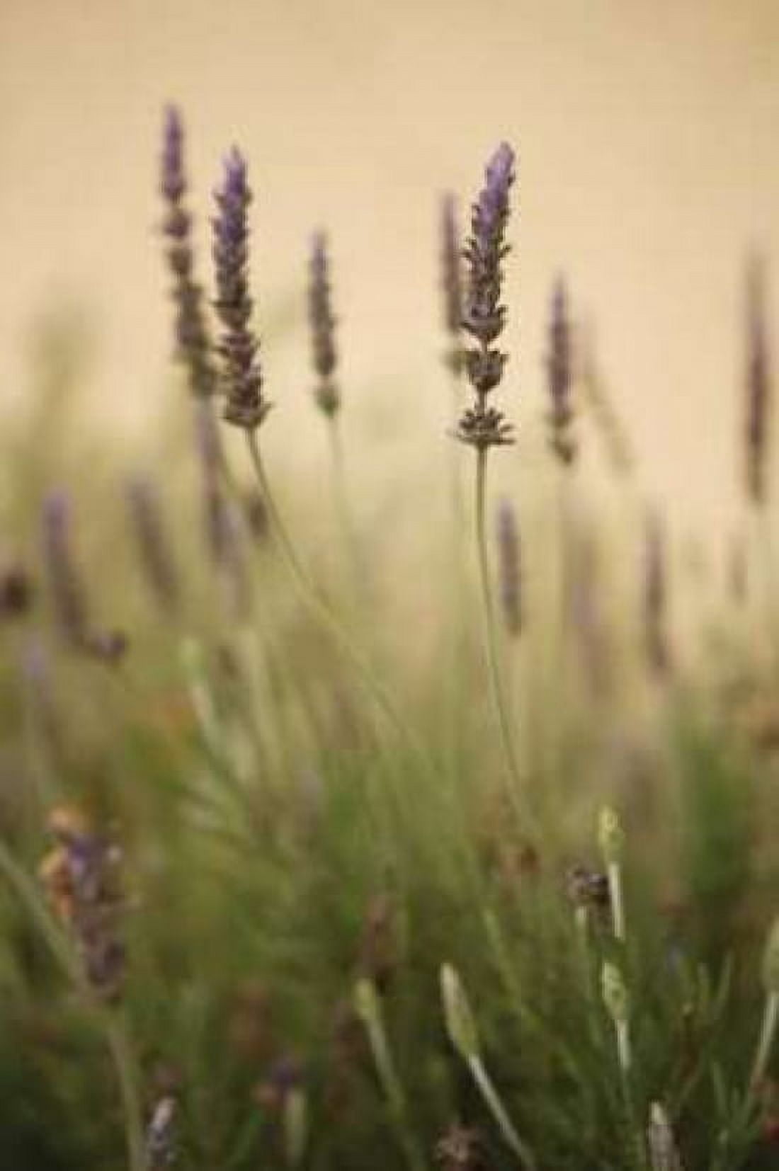 Lavender I Canvas Art - Karyn Millet (24 x 36)