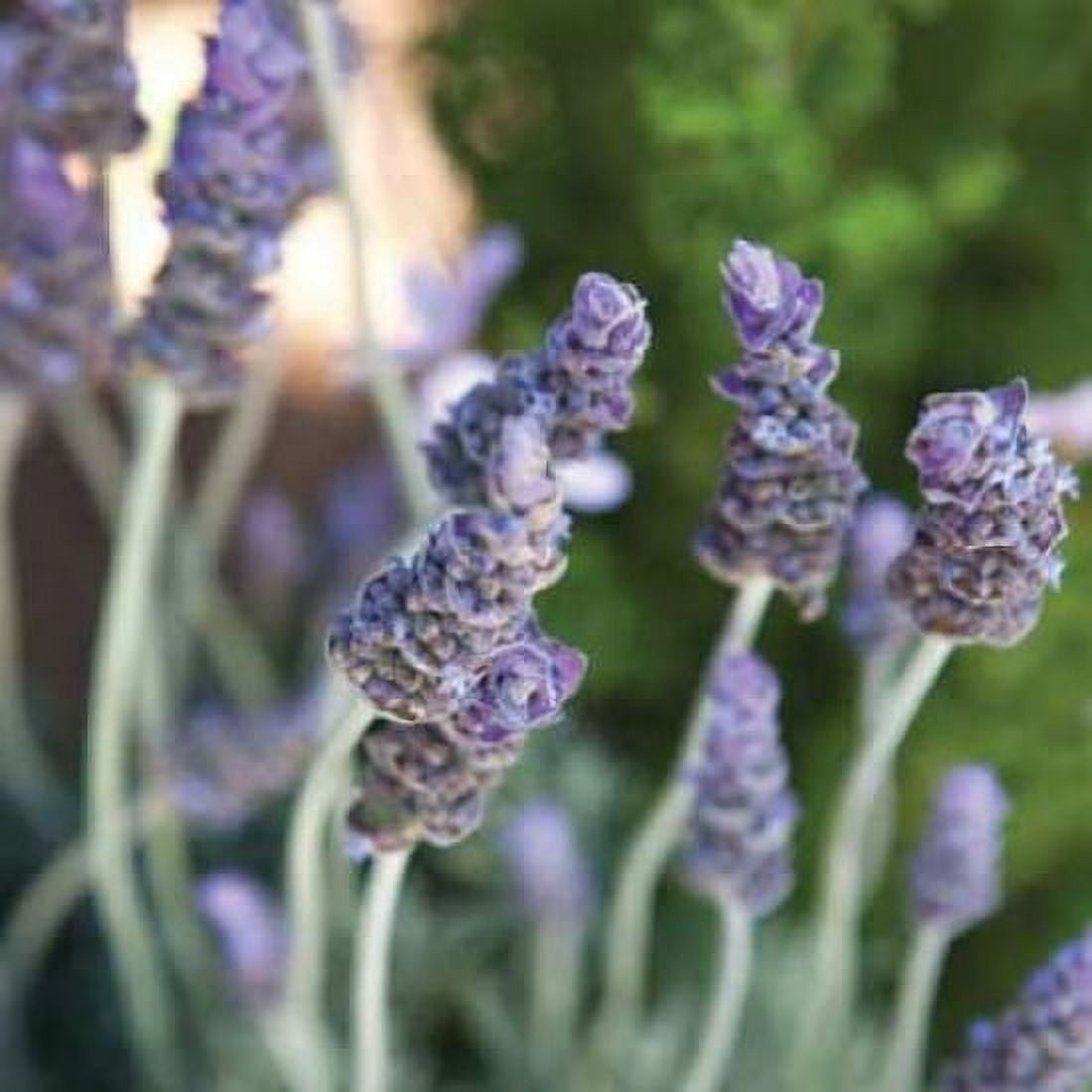 Lavender II Canvas Art - Karyn Millet (24 x 24)