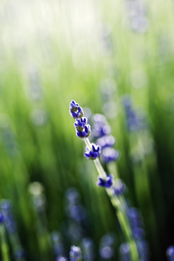 Lavender (Lavandula Angustifolia) Close-Up Of Single Stem And Blossoms In Field Canvas Art - Ray Laskowitz Design Pics (11 x 17)