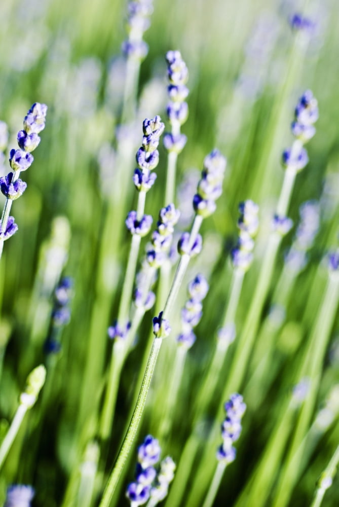 Lavender (Lavandula Angustifolia) Many Sprigs Growing In Field Canvas Art - Ray Laskowitz Design Pics (11 x 17)