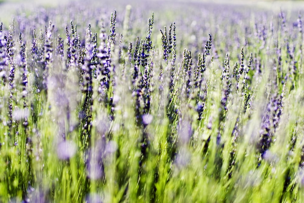 Lavender (Lavandula Angustifolia) Many Sprigs Growing In Field Canvas Art - Ray Laskowitz Design Pics (17 x 11)
