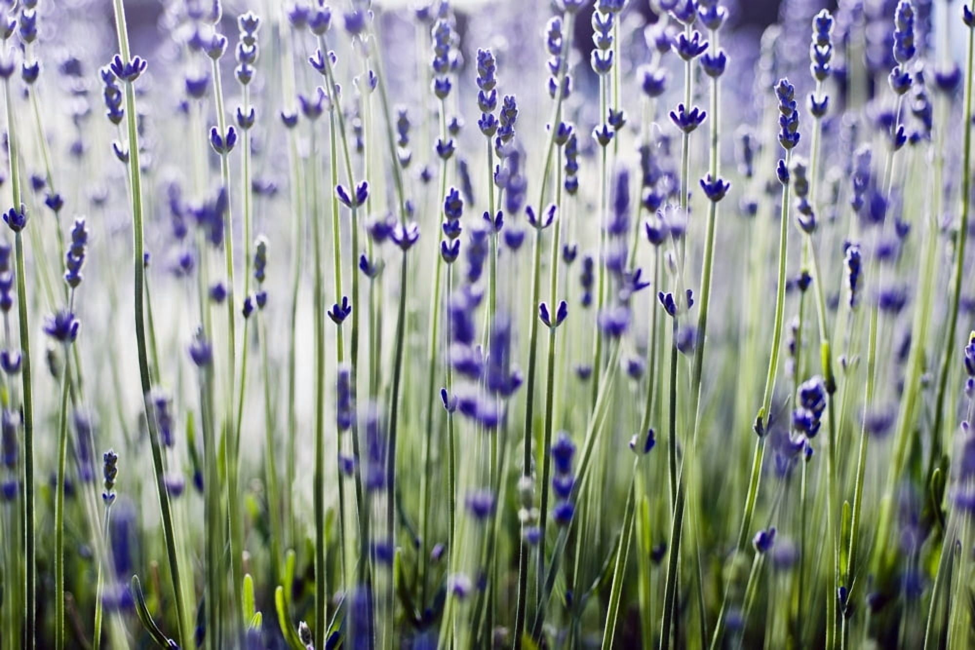 Lavender (Lavandula Angustifolia) Many Sprigs Growing In Field Canvas Art - Ray Laskowitz  Design Pics (34 x 22)