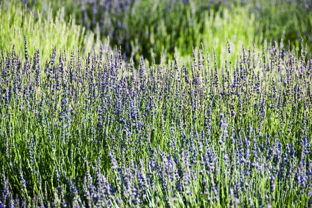 Lavender (Lavandula Angustifolia) Many Sprigs Growing In Field Canvas Art - Ray Laskowitz  Design Pics (34 x 22)