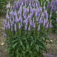 thumbnail image 1 of Lavender Lightsaber Speedwell Veronica Dormant Bare Root Starter Perennial Plant, 1-Pack, 1 of 2