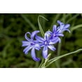thumbnail image 1 of CZ Grain Lavender Mountain Lily Plant Bulbs (10 Count), 1 of 3