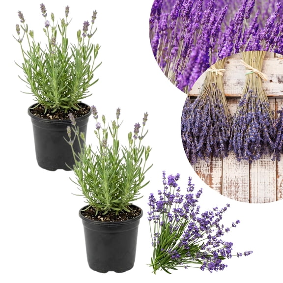 Lavender Plant Live, Fragrant Lavender Herb with Purple Blooms, Gardens, Containers, and Indoor Planting 2-3 Inches (Provence)