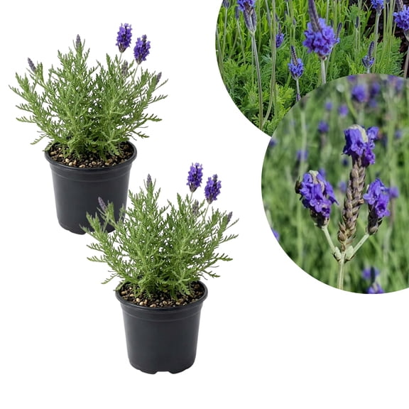 Lavender Plant Live, Fragrant Lavender Herb with Purple Blooms, Gardens, Containers, and Indoor Planting 2-3 Inches (Rare Variety)