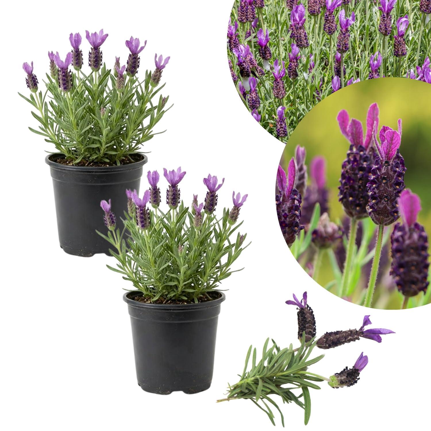 Lavender Plant Spanish