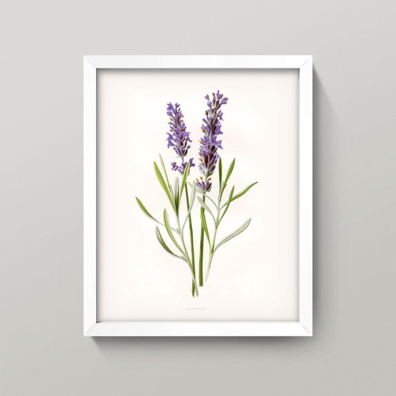 Lavender Print,Vintage Lavender Art, Antique Bathroom Art,Lavender Herb Purple Botanical Print Poster,Interior wall decoration, living room, bedroom, kitchen, frameless 20X30 inches