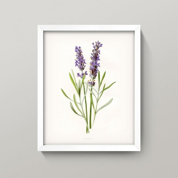 Lavender Print,Vintage Lavender Art, Antique Bathroom Art,Lavender Herb Purple Botanical Print Poster,Interior wall decoration, living room, bedroom, kitchen, frameless 12X16 inches
