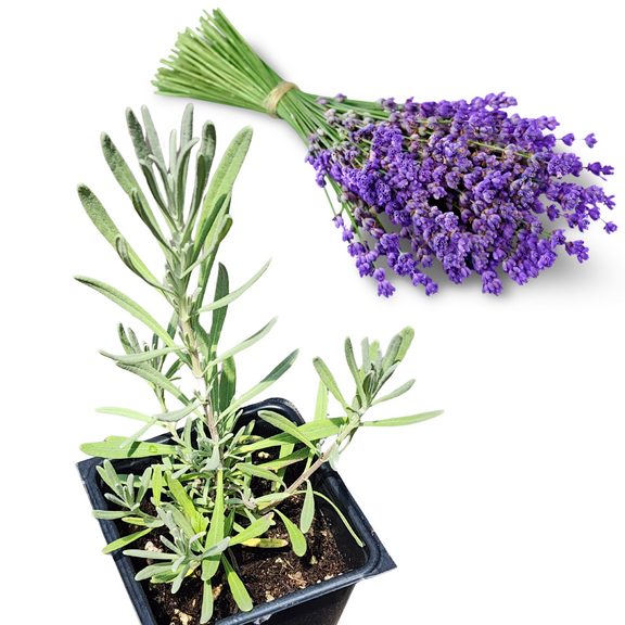 Lavender, Provence (Lavandula x intermedia 'Provence') Organic Plant in 2.5-inch Pot by Smoke Camp Crafts - Fragrant Perennial Herb