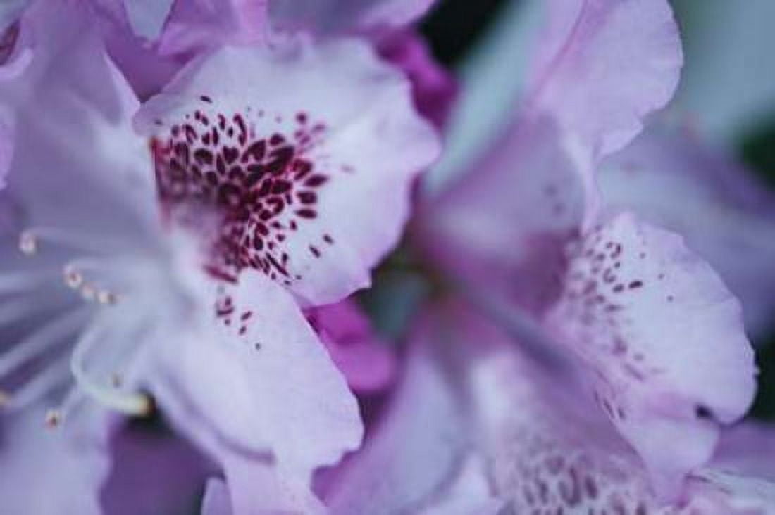 Lavender Rhodies I Canvas Art - Rita Crane (12 x 18)