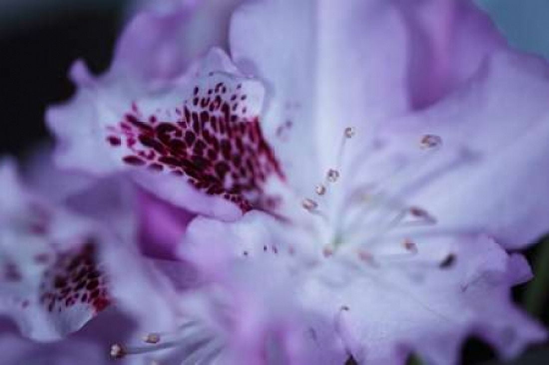Lavender Rhodies II Canvas Art - Rita Crane (24 x 36)