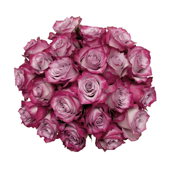 Lavender Roses - Farm Farm Direct Fresh Cut Flowers - 100 Stems by Bloomingmore