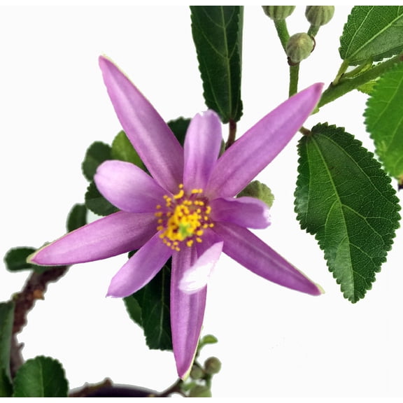 Lavender Star Plant - Grewia - 4" Pot - Excellent Blooming House Plant or Bonsai