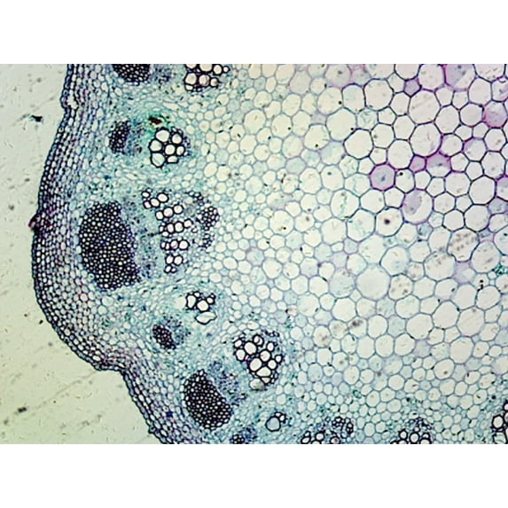 Lavender Stem; Typical Dicot Stem; Cross Section by Go Science Crazy