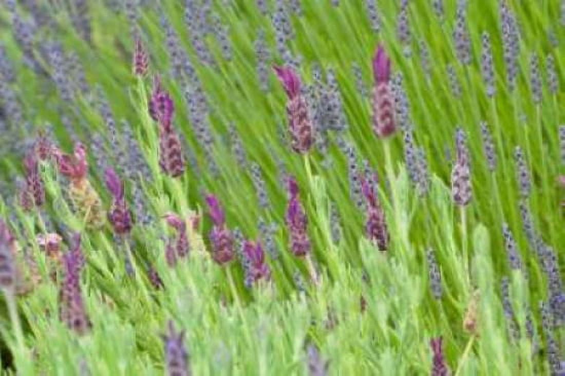 Lavender Sway I Canvas Art - Dana Styber (12 x 18)