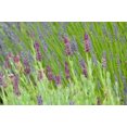 thumbnail image 1 of Lavender Sway I Poster Print by Dana Styber (12 x 18), 1 of 1