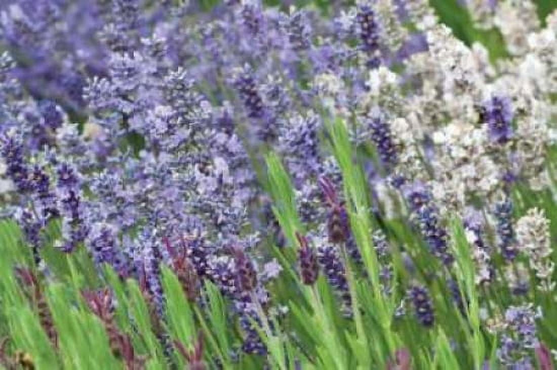 Lavender Sway II Canvas Art - Dana Styber (12 x 18)