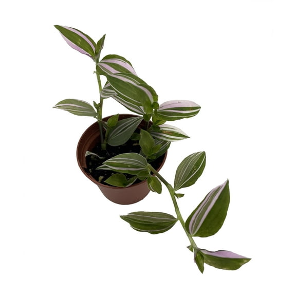 Lavender Tradescantia fluminensis - 2.5" Pot - Trailing House Plant