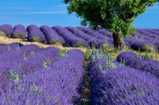 Lavender Tree France Canvas Art - Brian Jannsen DanitaDelimont (36 x 24)
