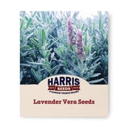 Harris Seeds Lavender Vera, Perennial Fragrant Herb for Garden and Crafts, 100 Count
