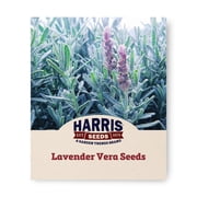 Harris Seeds Lavender Vera, Perennial Fragrant Herb for Garden and Crafts, 100 Count