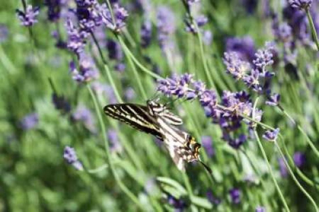 Lavender and Butterfly I Canvas Art - Dana Styber (12 x 18)