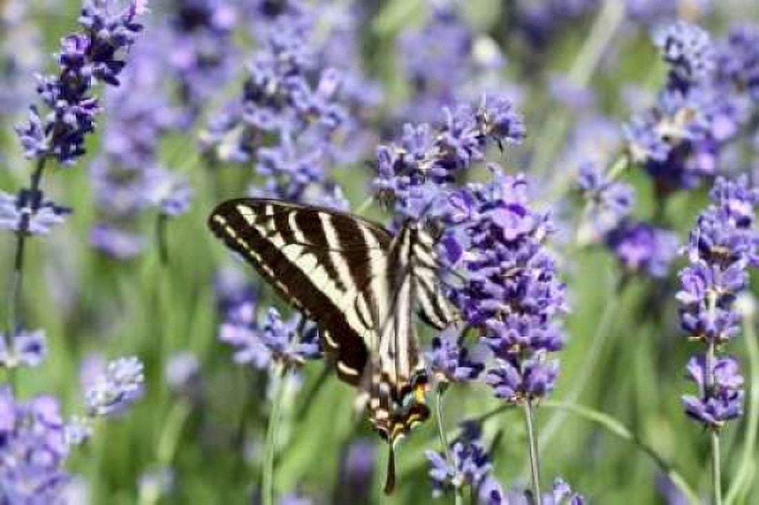 Lavender and Butterfly II Canvas Art - Dana Styber (12 x 18)