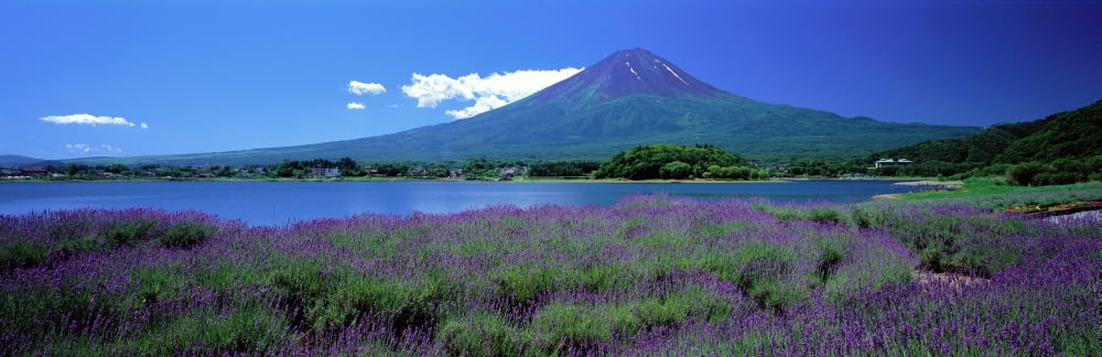 Lavender and Lake Kawaguchi Yamanashi Japan Canvas Art - Panoramic Images (36 x 12)