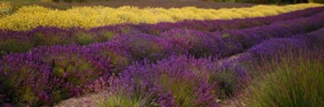 Lavender and Yellow Flower fields Sequim Washington USA Canvas Art - Panoramic Images (18 x 6)