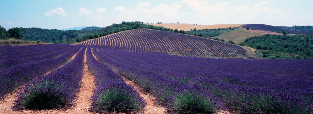 Lavender and corn fields in summer Provence-Alpes-Cote dAzur France Canvas Art - Panoramic Images (27 x 9)