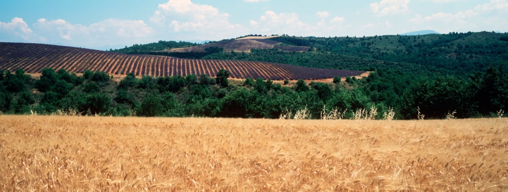 Lavender and corn fields in summer Provence-Alpes-Cote dAzur France Canvas Art - Panoramic Images (36 x 12)