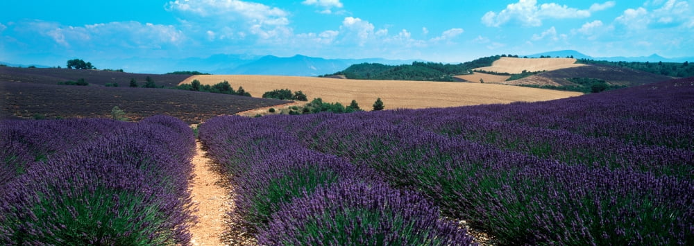Lavender and corn fields in summer Provence-Alpes-Cote dAzur France Canvas Art - Panoramic Images (36 x 12)