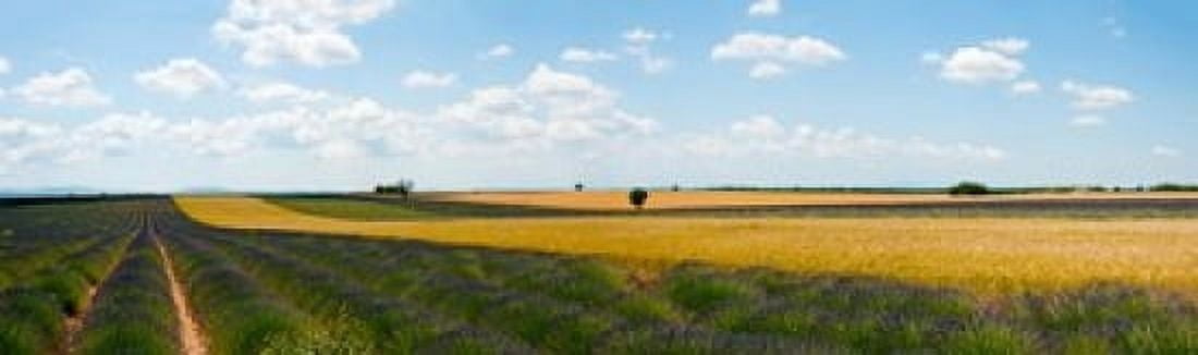 Lavender and wheat fields Plateau de Valensole Alpes-de-Haute-Provence Provence-Alpes-Cote dAzur France Canvas Art - Panoramic Images (15 x 5)