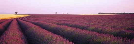 Lavender crop on a landscape France Canvas Art - Panoramic Images (36 x 12)