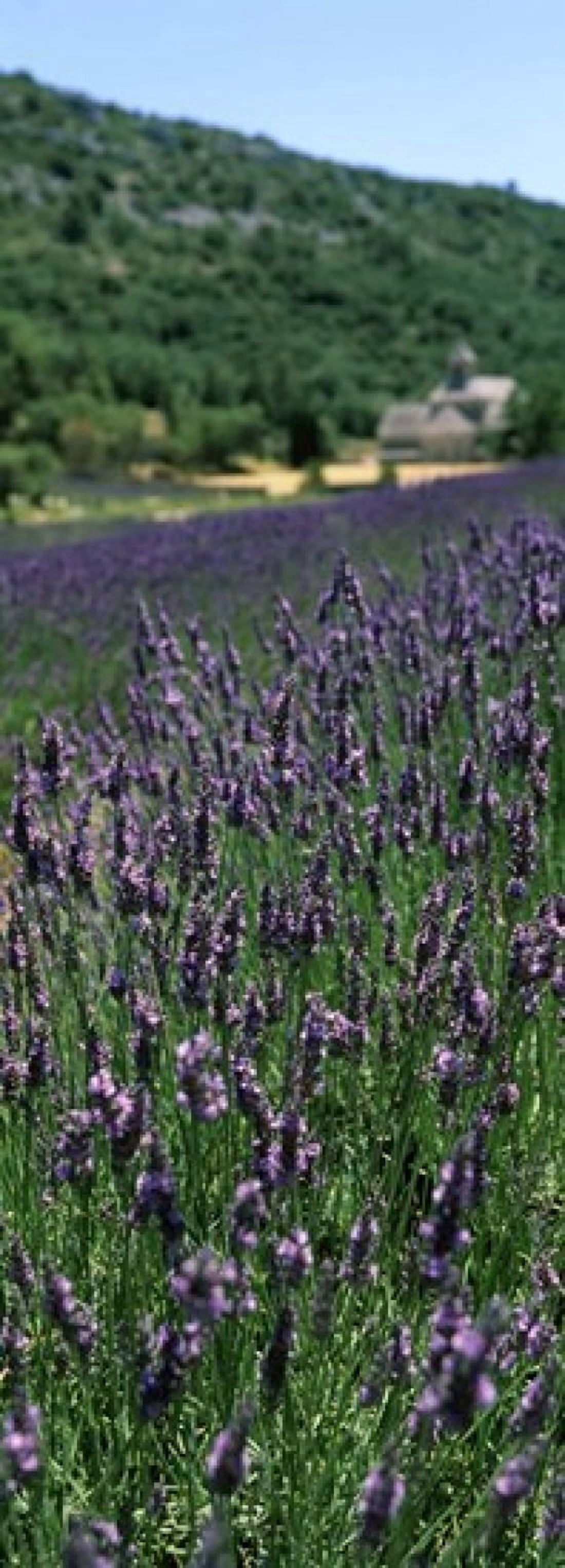 Lavender crop with a monastery in the background Abbaye De Senanque Provence-Alpes-Cote dAzur France Canvas Art - Panoramic Images (36 x 13)