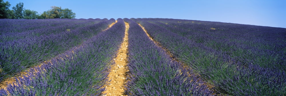 Lavender field Plateau De Valensole Provence-Alpes-Cote dAzur France Canvas Art - Panoramic Images (27 x 9)