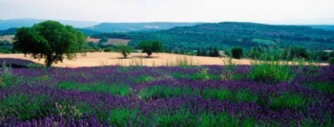 Lavender field Provence-Alpes-Cote dAzur France Canvas Art - Panoramic Images (15 x 6)