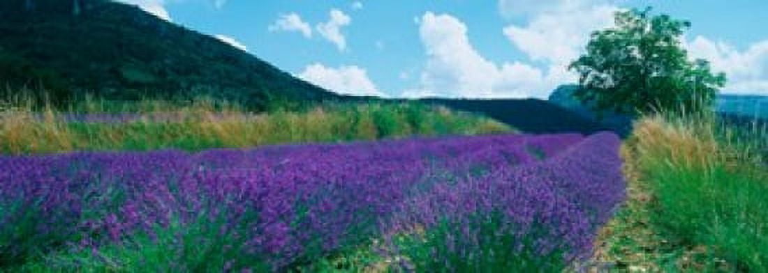 Lavender field Provence-Alpes-Cote dAzur France Canvas Art - Panoramic Images (18 x 7)