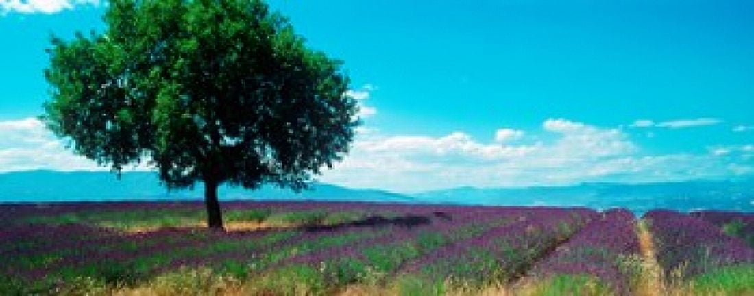 Lavender field Provence-Alpes-Cote dAzur France Canvas Art - Panoramic Images (30 x 12)