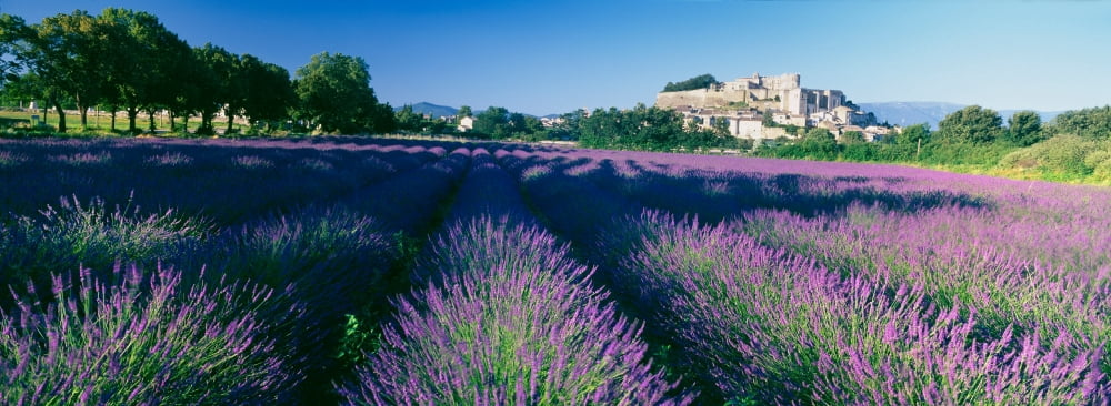 Lavender field Provence-Alpes-Cote dAzur France Canvas Art - Panoramic Images (36 x 12)