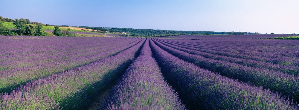 Lavender field Provence-Alpes-Cote dAzur France Canvas Art - Panoramic Images (36 x 12)