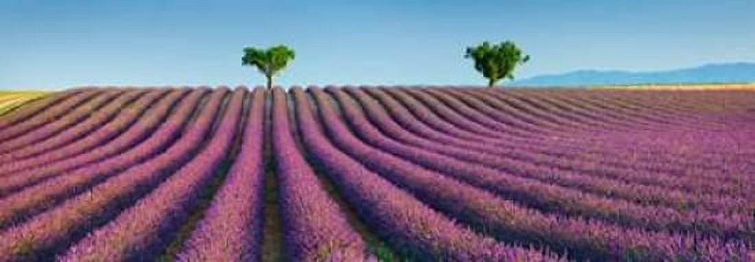 Lavender field Provence France Canvas Art - Frank Krahmer (10 x 20)
